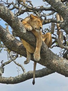 Arusha Safari: The Complete Guide for First-Time Visitors 2026