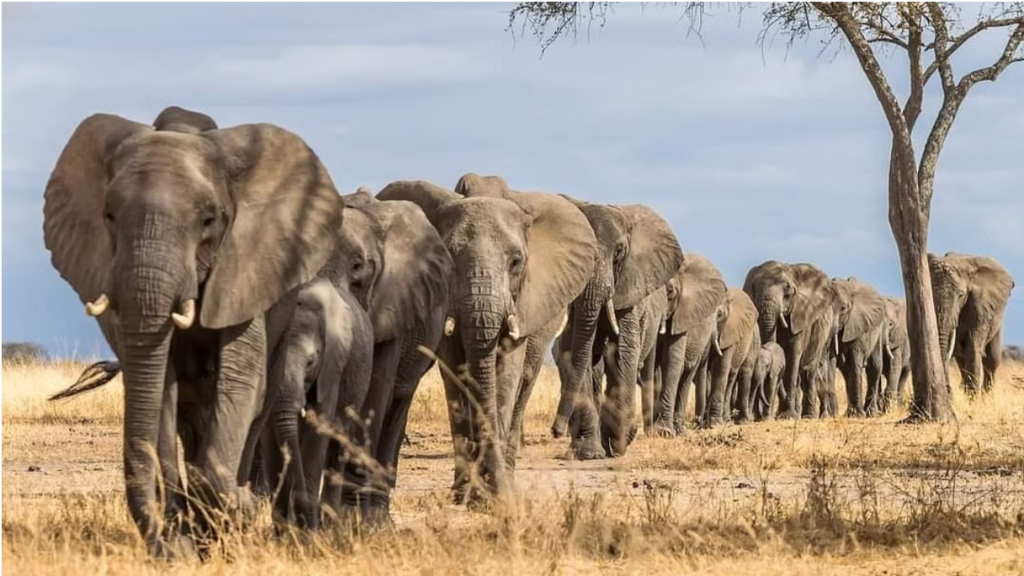2-day Tanzania safari from Arusha to Tarangire and Ngorongoro Crater