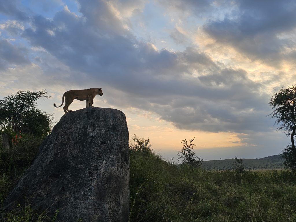 Male lion drinking next to our safari vehicle