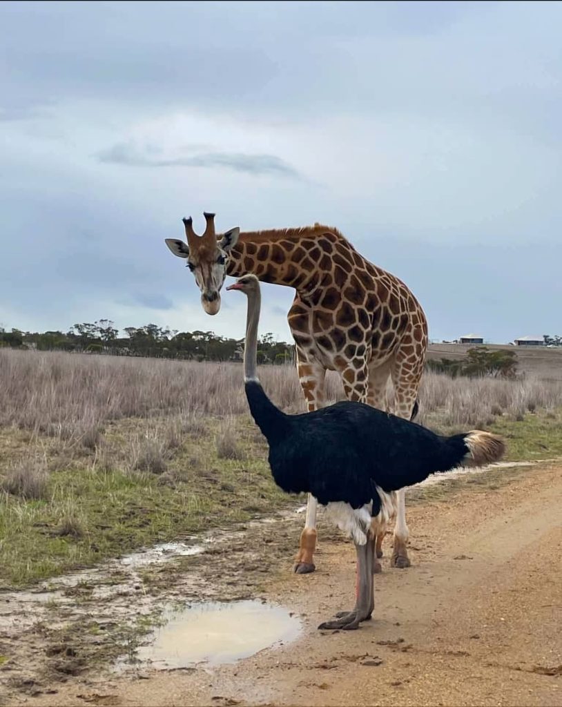 Arusha safari in Tanzania with a private 4x4 vehicle and local guide starting a wildlife adventure from Arusha.