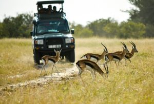 Top 10 Animals to See on Tanzania Safari | Wildlife Guide
