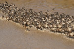 Serengeti Great Migration Guide: Best Time to Visit Tanzania