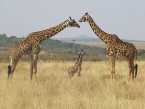 Tanzania Safari vs Kenya Safari: Which Is Best for Your African Safari?